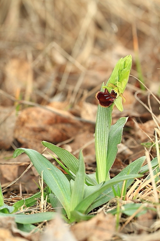 Primizia dal Friuli - Ophrys sphegodes